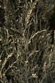 Juniperus scopulorum Variegata IMG_6270 Jałowiec skalny